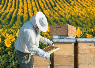 Our beekeepers begin to collect honey