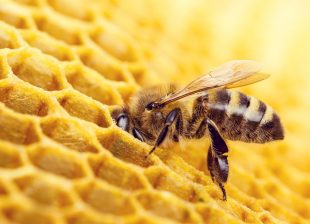 How the honeybee makes honey